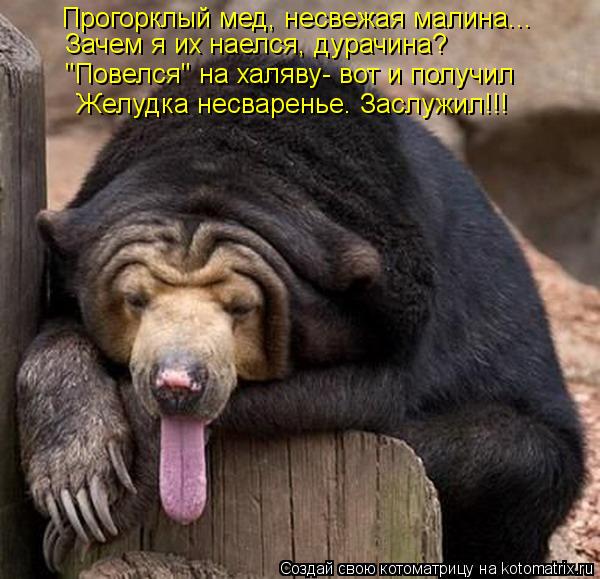 Прогорклый мед, несвежая малина... Зачем я их наелся, дурачина? "Повелся" на халяву- вот и получил Же... Котоматрица: Прогорклый мед, несвежая малина... Зачем я их наелся, дурачина? "Повелся" на халяву- вот и получил Желудка несваренье. Заслужил!!!