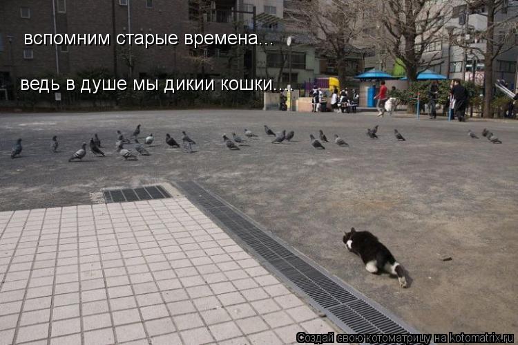 Котоматрица: вспомним старые времена... ведь в душе мы дикии кошки....