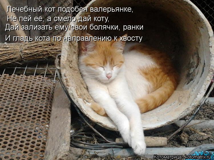 Лечебный кот подобен валерьянке, Не пей её, а смело дай коту, Дай зализать ему свои болячки, ранки И ... Котоматрица: Лечебный кот подобен валерьянке, Не пей её, а смело дай коту, Дай зализать ему свои болячки, ранки И гладь кота по направлению к хвосту