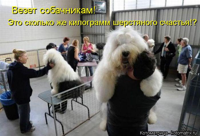 Везет собачникам! Это сколько же килограмм шерстяного счастья!?... Котоматрица: Везет собачникам! Это сколько же килограмм шерстяного счастья!?