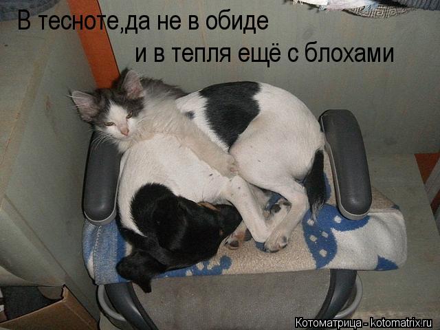 В тесноте,да не в обиде и в тепля ещё с блохами... Котоматрица: В тесноте,да не в обиде и в тепля ещё с блохами
