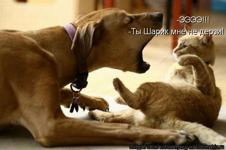 -ЭЭЭЭ!!! -Ты Шарик мне не дерзи!... Котоматрица: -ЭЭЭЭ!!! -Ты Шарик мне не дерзи!