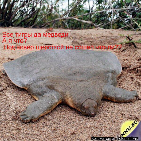 Все тигры да медведи А я что? Под ковер шерсткой не сошел что-ли??... Котоматрица: Все тигры да медведи А я что? Под ковер шерсткой не сошел что-ли??