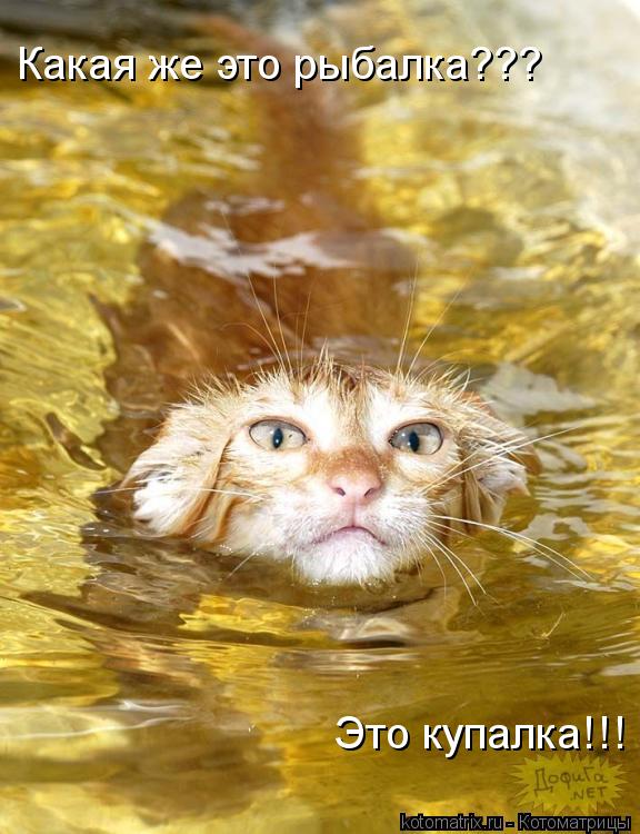 Какая же это рыбалка??? Это купалка!!!... Котоматрица: Какая же это рыбалка??? Это купалка!!!