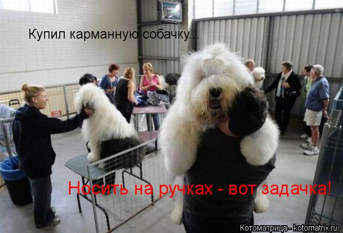 Купил карманную собачку... Носить на ручках - вот задачка!... Котоматрица: Купил карманную собачку... Носить на ручках - вот задачка!