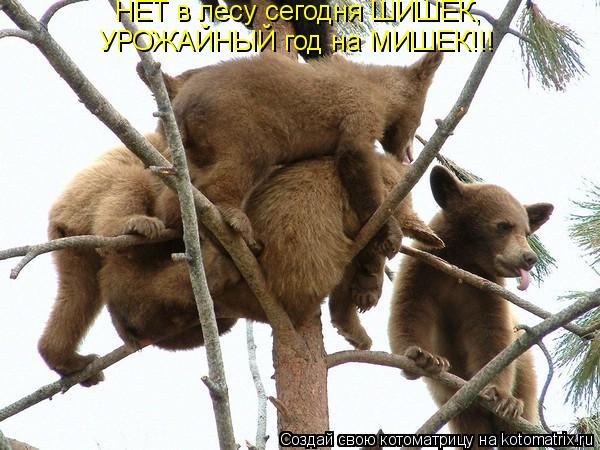 НЕТ в лесу сегодня ШИШЕК, УРОЖАЙНЫЙ год на МИШЕК!!!... Котоматрица: НЕТ в лесу сегодня ШИШЕК, УРОЖАЙНЫЙ год на МИШЕК!!!