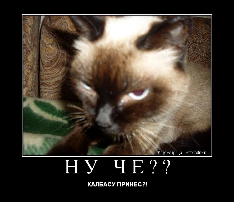 НУ ЧЕ?? КАЛБАСУ ПРИНЕС?!... Котоматрица: НУ ЧЕ?? КАЛБАСУ ПРИНЕС?!