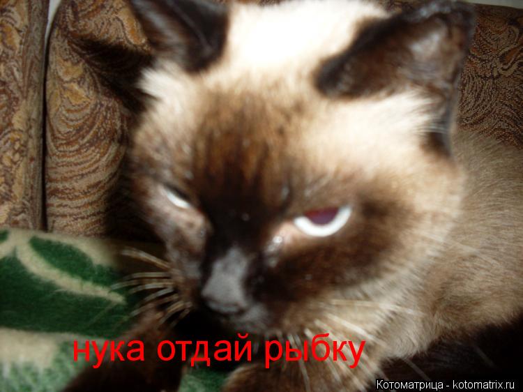 нука отдай рыбку... Котоматрица: нука отдай рыбку