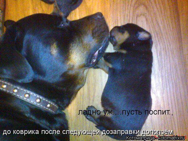 ладно уж....пусть поспит., до коврика после следующей дозаправки доползём... Котоматрица: ладно уж....пусть поспит., до коврика после следующей дозаправки доползём