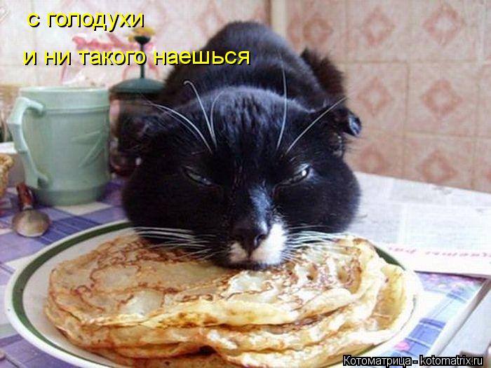 с голодухи и ни такого наешься... Котоматрица: с голодухи и ни такого наешься