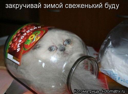 закручивай зимой свеженький буду... Котоматрица: закручивай зимой свеженький буду