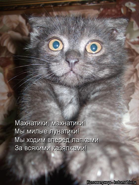 Махнатики, махнатики! Мы милые лунатики! Мы ходим вперёд лапками За всякими казяпками!... Котоматрица: Махнатики, махнатики! Мы милые лунатики! Мы ходим вперёд лапками За всякими казяпками!