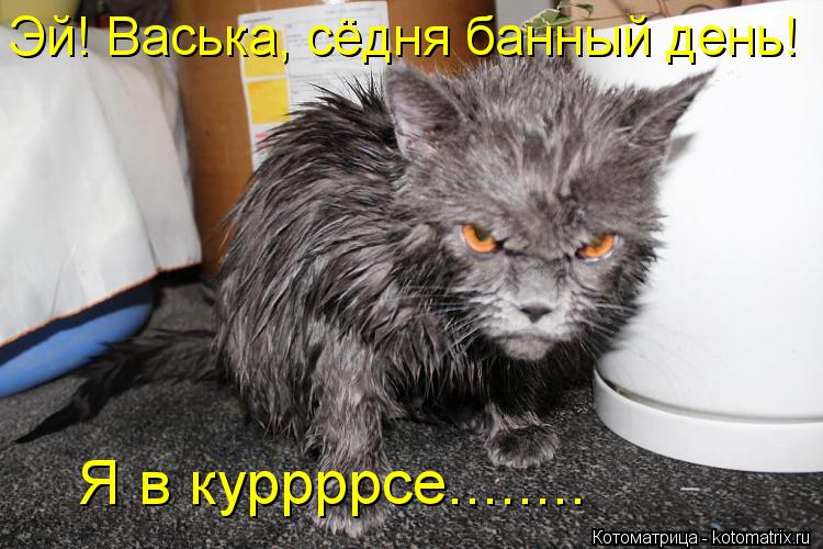 Эй! Васька, сёдня банный день! Я в куррррсе........... Котоматрица: Эй! Васька, сёдня банный день! Я в куррррсе........