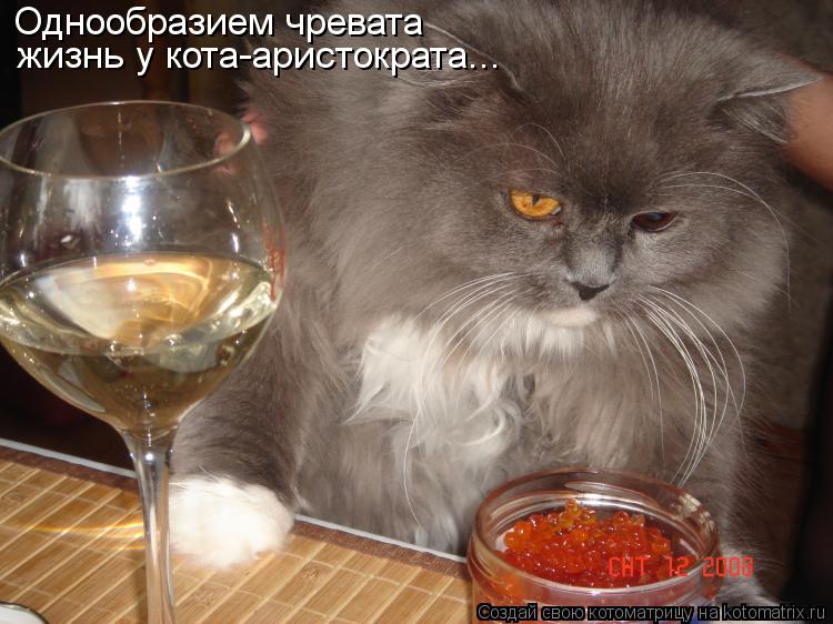 Однообразием чревата жизнь у кота-аристократа...... Котоматрица: Однообразием чревата жизнь у кота-аристократа...