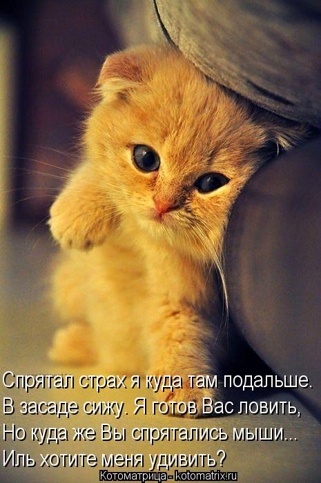 Котоматрица: Спрятал страх я куда там подальше. В засаде сижу. Я готов Вас ловить, Но куда же Вы спрятались мыши... Иль хотите меня удивить?