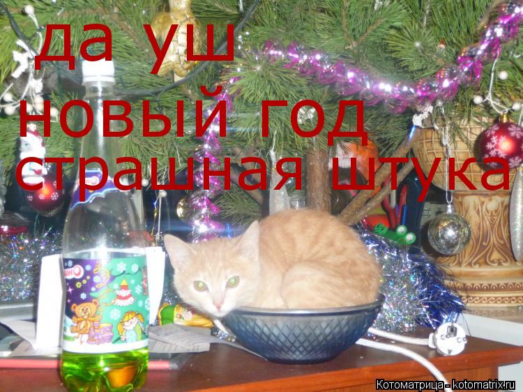 да уш новый год страшная штука... Котоматрица: да уш новый год страшная штука