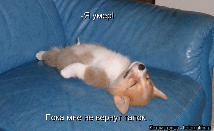 -Я умер! Пока мне не вернут тапок...... Котоматрица: -Я умер! Пока мне не вернут тапок...