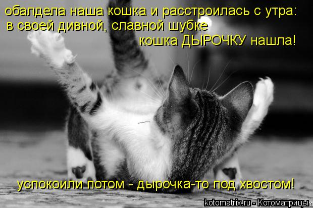обалдела наша кошка и расстроилась с утра: в своей дивной, славной шубке кошка ДЫРОЧКУ нашла! успоко... Котоматрица: обалдела наша кошка и расстроилась с утра: в своей дивной, славной шубке кошка ДЫРОЧКУ нашла! успокоили потом - дырочка-то под хвостом!
