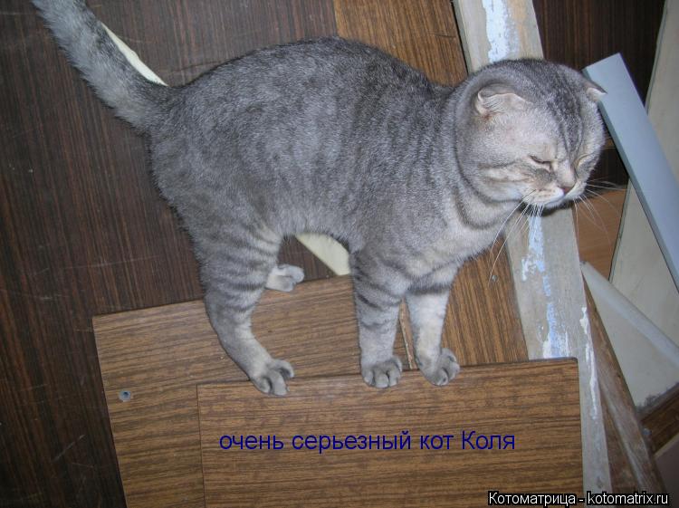 очень серьезный кот Коля... Котоматрица: очень серьезный кот Коля