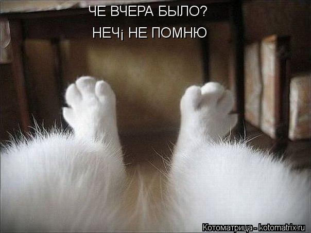 ЧЕ ВЧЕРА БЫЛО? НЕЧЁ НЕ ПОМНЮ... Котоматрица: ЧЕ ВЧЕРА БЫЛО? НЕЧЁ НЕ ПОМНЮ