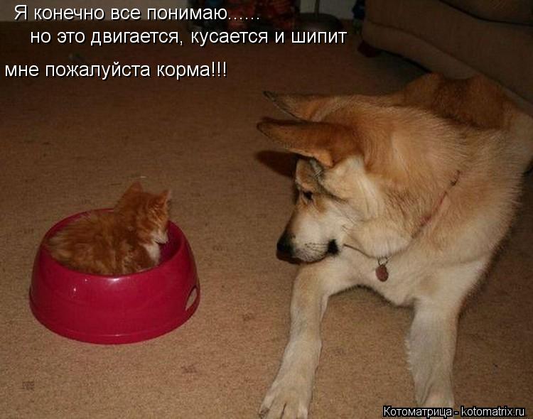 Я конечно все понимаю...... но это двигается, кусается и шипит мне пожалуйста корма!!!... Котоматрица: Я конечно все понимаю...... но это двигается, кусается и шипит мне пожалуйста корма!!!