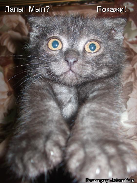 Лапы! Мыл? Покажи!... Котоматрица: Лапы! Мыл? Покажи!