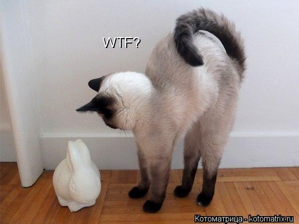 WTF?... Котоматрица: WTF?