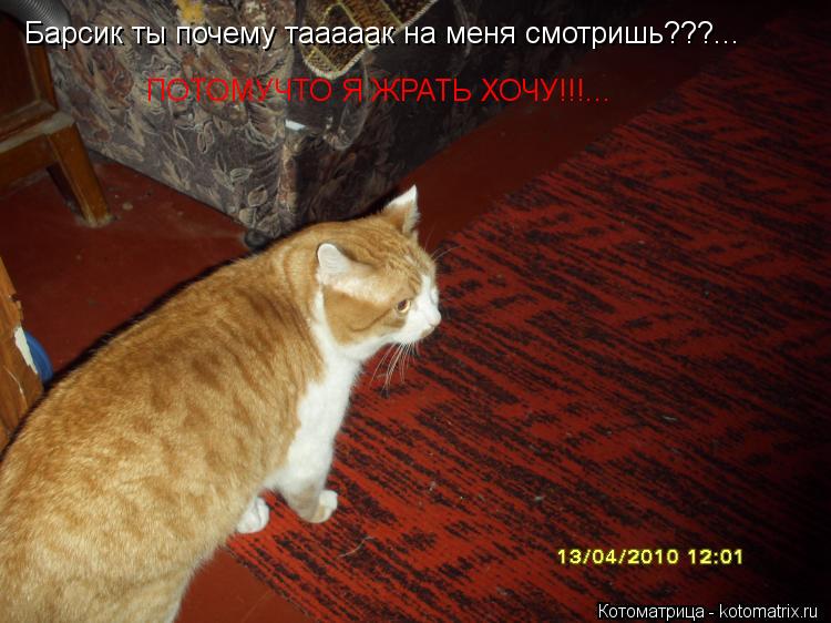 Барсик ты почему тааааак на меня смотришь???... ПОТОМУЧТО Я ЖРАТЬ ХОЧУ!!!...... Котоматрица: Барсик ты почему тааааак на меня смотришь???... ПОТОМУЧТО Я ЖРАТЬ ХОЧУ!!!...