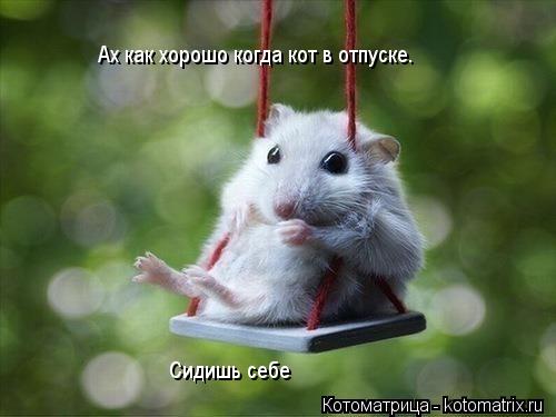 Ах как хорошо когда кот в отпуске. Сидишь себе... Котоматрица: Ах как хорошо когда кот в отпуске. Сидишь себе