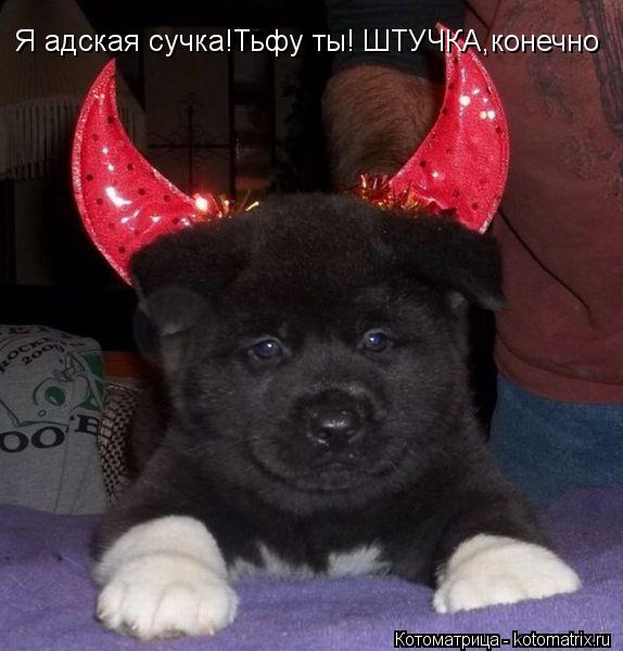 Я адская сучка!Тьфу ты! ШТУЧКА,конечно... Котоматрица: Я адская сучка!Тьфу ты! ШТУЧКА,конечно