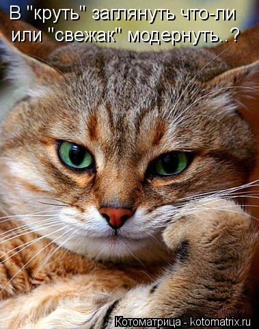 Котоматрица: В "круть" заглянуть что-ли или "свежак" модернуть..?