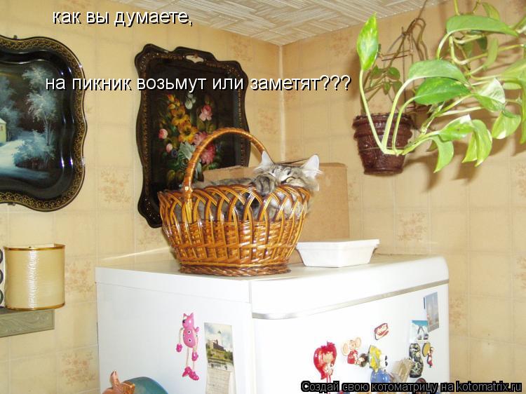 Котоматрица: как вы думаете, на пикник возьмут или заметят???