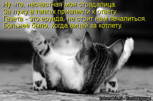 Ну что, несчастная моя страдалица. За лужу в тапках привлекли к ответу. Газета - это ерунда, не стоит... Котоматрица: Ну что, несчастная моя страдалица. За лужу в тапках привлекли к ответу. Газета - это ерунда, не стоит нам печалиться. Больнее было, когда вице