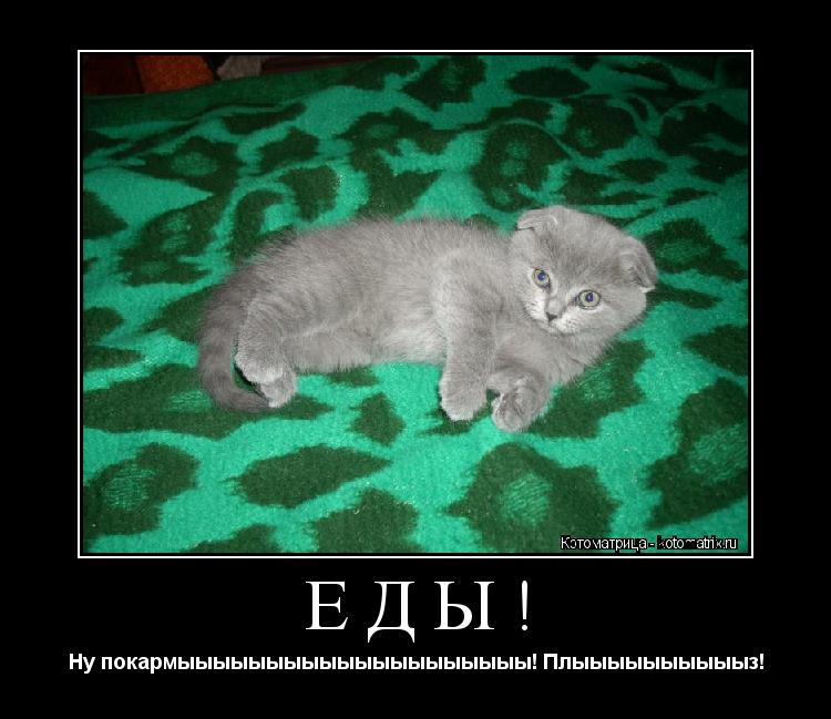 Еды! Ну покармыыыыыыыыыыыыыыыыыыыы! Плыыыыыыыыыыз!... Котоматрица: Еды! Ну покармыыыыыыыыыыыыыыыыыыыы! Плыыыыыыыыыыз!