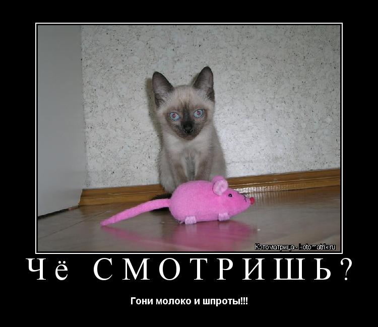 Чё смотришь? Гони молоко и шпроты!!!... Котоматрица: Чё смотришь? Гони молоко и шпроты!!!