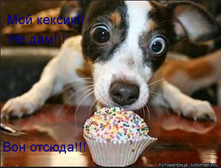 Мой кексик!! Вон отсюда!!! Не дам!!!... Котоматрица: Мой кексик!! Вон отсюда!!! Не дам!!!