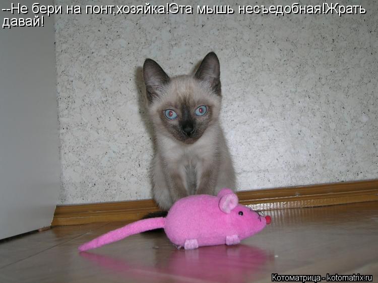 Котоматрица: --Не бери на понт,хозяйка!Эта мышь несъедобная!Жрать давай!