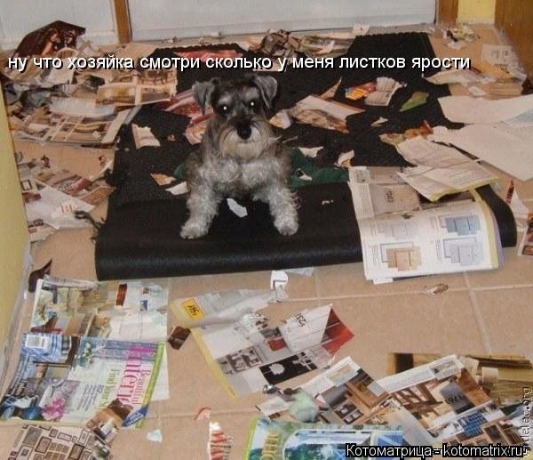 ну что хозяйка смотри сколько у меня листков ярости... Котоматрица: ну что хозяйка смотри сколько у меня листков ярости