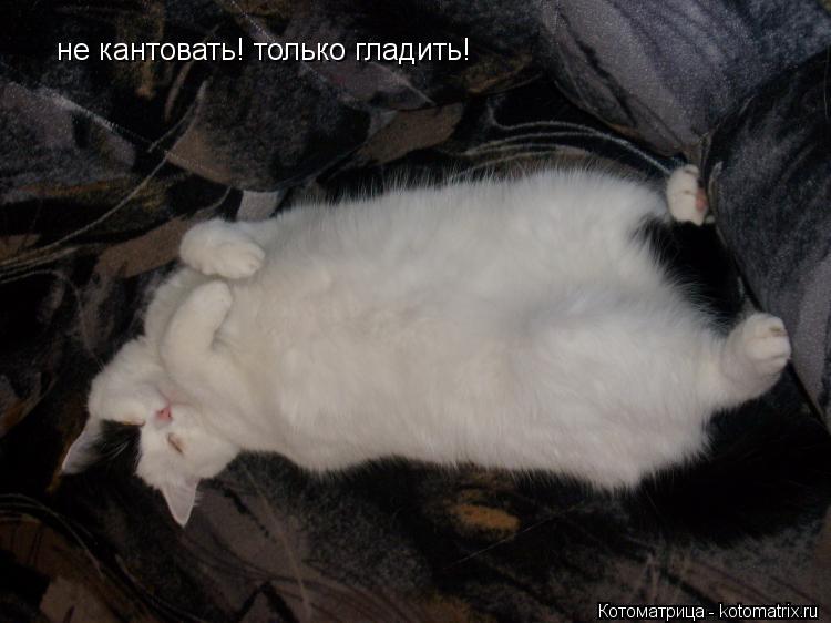 не кантовать! только гладить!... Котоматрица: не кантовать! только гладить!