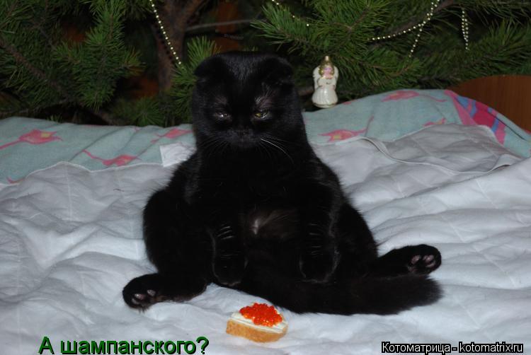 А шампанского?... Котоматрица: А шампанского?