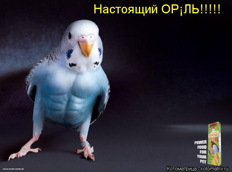 Настоящий ОРЁЛЬ!!!!!... Котоматрица: Настоящий ОРЁЛЬ!!!!!