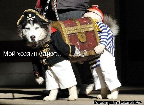 Мой хозяин идиот...... Котоматрица: Мой хозяин идиот...