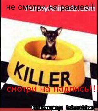 не смотри на размер!!! смотри на надпись!!!!... Котоматрица: не смотри на размер!!! смотри на надпись!!!!