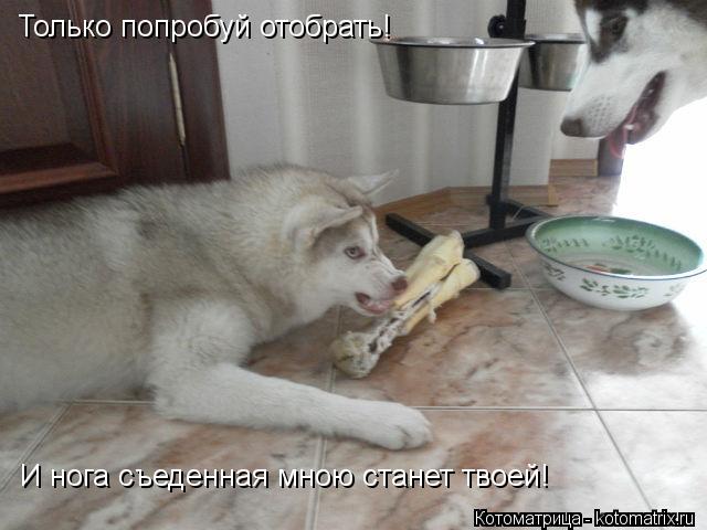 Только попробуй отобрать! И нога съеденная мною станет твоей!... Котоматрица: Только попробуй отобрать! И нога съеденная мною станет твоей!