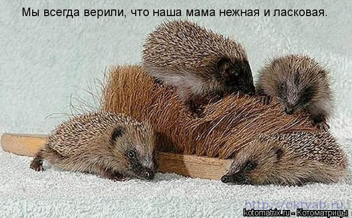 Мы всегда верили, что наша мама нежная и ласковая.... Котоматрица: Мы всегда верили, что наша мама нежная и ласковая.