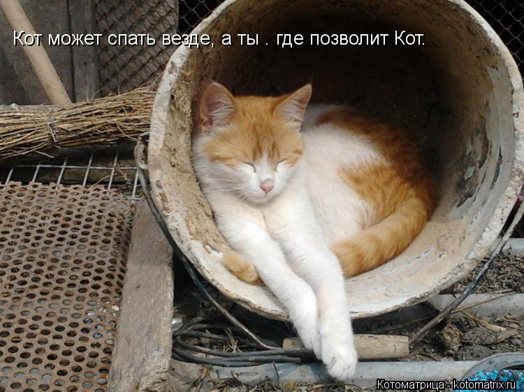 Кот может спать везде, а ты – где позволит Кот.... Котоматрица: Кот может спать везде, а ты – где позволит Кот.