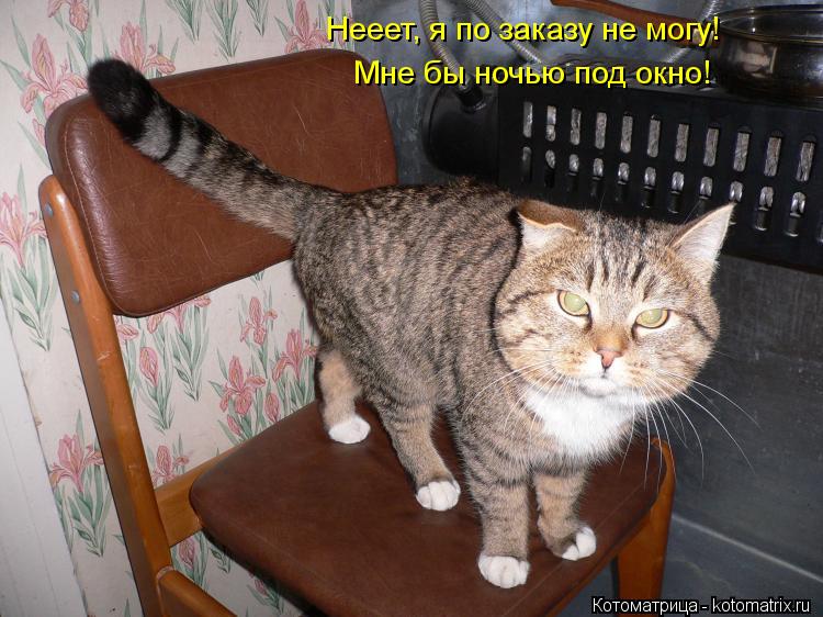 Нееет, я по заказу не могу! Мне бы ночью под окно!... Котоматрица: Нееет, я по заказу не могу! Мне бы ночью под окно!