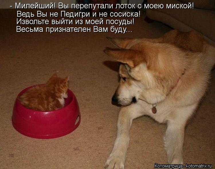 - Милейший! Вы перепутали лоток с моею миской! Ведь Вы не Педигри и не сосиска! Извольте выйти из мое... Котоматрица: - Милейший! Вы перепутали лоток с моею миской! Ведь Вы не Педигри и не сосиска! Извольте выйти из моей посуды! Весьма признателен Вам буду...