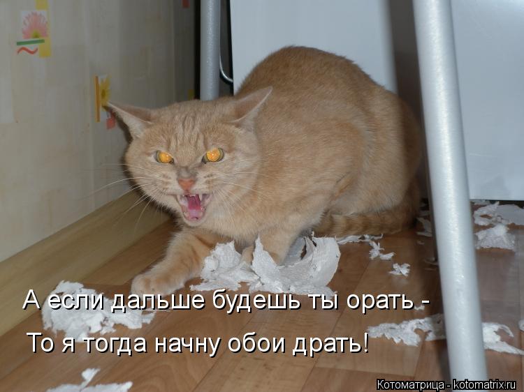 То я тогда начну обои драть! А если дальше будешь ты орать -... Котоматрица: То я тогда начну обои драть! А если дальше будешь ты орать -