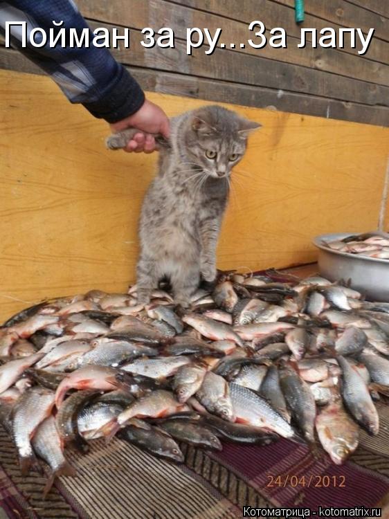 Пойман за ру...За лапу... Котоматрица: Пойман за ру...За лапу